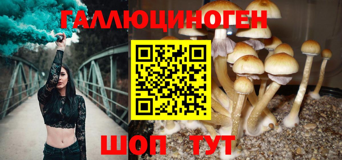 Псилоцибиновые грибы Cubensis Курчалой