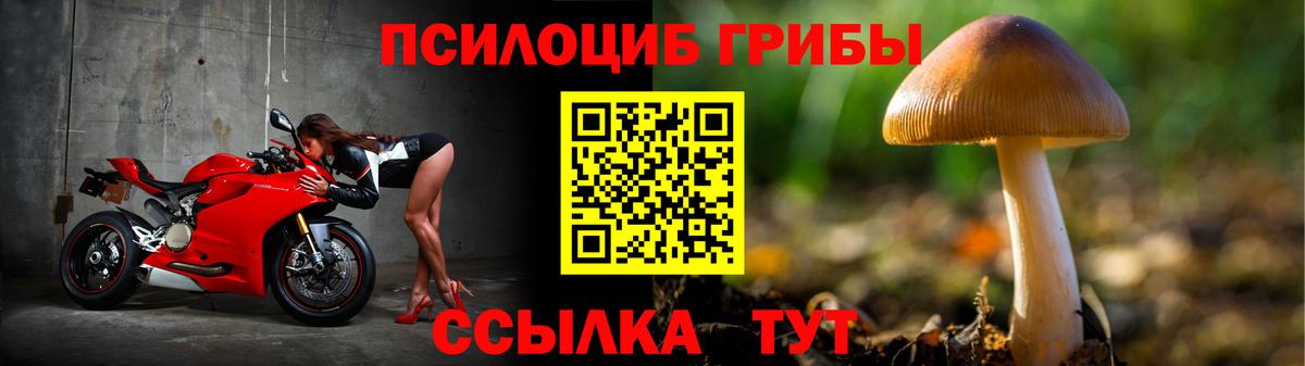 купить наркоту  Псилоцибиновые грибы Psilocybe  Вход с VPN  Курчалой 